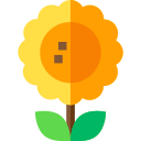 Girasol icon