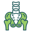 pelvis icon