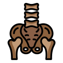 pelvis icon