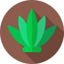 Agave icon