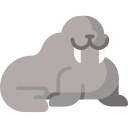 Walrus 