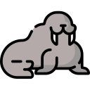 Walrus 