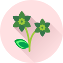 Цветок icon