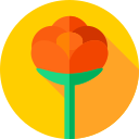 Rosa icon