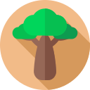 Baobab icon