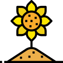 Girasol