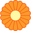 chrysantheme 