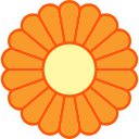 chrysantheme 