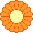 chrysantheme 