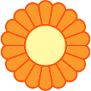 chrysantheme 