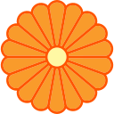 crisântemo 