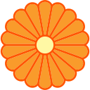 crisântemo 