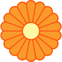 crisântemo 