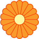 crisântemo 