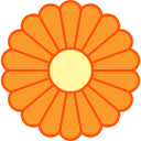 crisântemo 