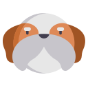 Shih tzu 