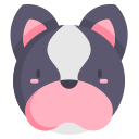 Bulldog francês 