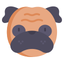 Pug 