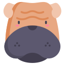 Shar pei 