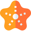 estrelas do mar 