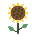 girasol