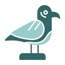 gaviota icon