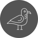 gaviota icon