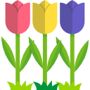 tulipanes 