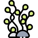 Coral icon