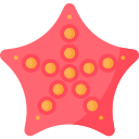 estrelas do mar 