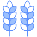 Grains 