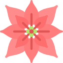 poinsettia 