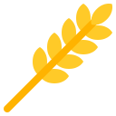Wheat 