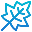 Maple leaf 