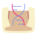 estructura del adn icon