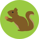 ardilla icon