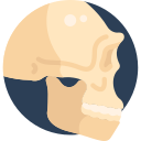 Cráneo 