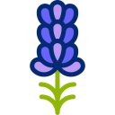 Lavender icon