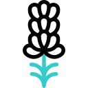 lavande icon
