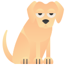 Labrador 