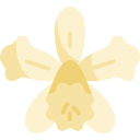 orquídea 