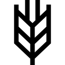trigo 