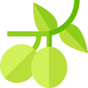 Aceitunas icon