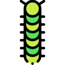 Oruga