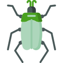 Cucaracha