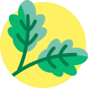 Oak 