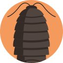 Woodlouse 