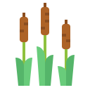 Typha