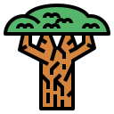 Baobab