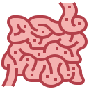 Intestino delgado icon